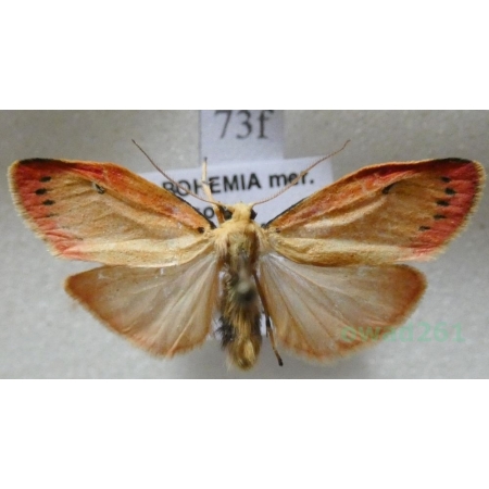 Miltochrista miniata (Forster, 1771) Łada różowica Czech73f